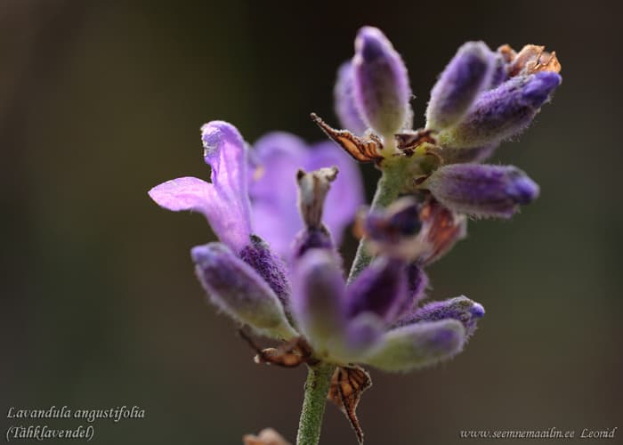 Lavandula officinalis Lavendel Lavandula angustifolia